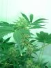 flowering 44 days 009.jpg