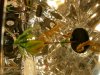 DSCN2009.jpg