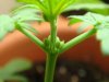 Sativa 2!.jpg
