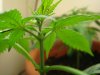 Sativa 2.jpg