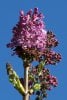 100_0417-Lilacs.jpg