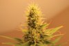 week6flower5.jpg