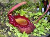 normal_Hampshire%20Carnivorous%20Plants%2020051008%2017.jpg