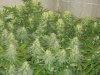 start of week seven of flowering 003.jpg