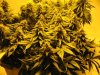 start of week seven of flowering 012.jpg