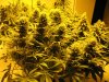 start of week seven of flowering 013.jpg