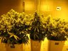 start of week seven of flowering 015.jpg