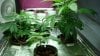 13. Mom doner clones and two females to pick  clones from..jpg