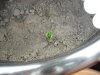 sprout1-growing2.jpg