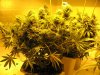 start week eight sativa 002.jpg