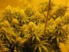 start week eight sativa 012.jpg