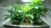 3.Clones looking great, going to have 5 diffrent kinds.jpg