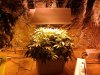 5_Plant_SOG_Grow_in_Flower.jpg