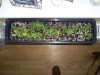 new clones and seedlings 051.jpg