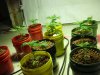 grow 105.jpg