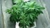 12.Mom clones  from current grow plus two seeds 1.red devil 2.Eldorado.jpg