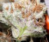 BongsQleaner15.jpg