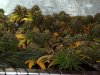 7weeksflower8.jpg