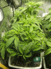 veg4.gif