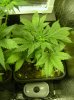 16 Apr BH 26 days from seed.JPG