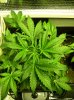 16 Apr BH 26 days from seed 2.JPG