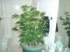 10 days flower 055.JPG