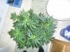 10 days flower 056.JPG