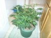 10 days flower 063.jpg