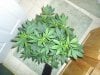 10 days flower 064.jpg