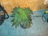 DSC00192.jpg