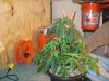 DSC00190.jpg
