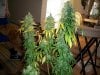 yungmoolababy-albums-3rd-grow-3-trees-1-400w-hps-picture879895-right-before-chop-chop.jpg