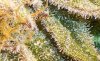 pk-trichs.jpg