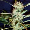 MFxSW (short sativa pheno) 02.jpg