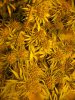 sativa and twelve twelve from seed 007.jpg