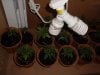 canniboss-182785-albums-gorilla-grow-2010-picture907508-habitat-2-4-29.jpg