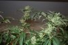 jas6118-208103-albums-harvest-second-grow-picture910047-nuggets.jpg