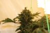 jas6118-208103-albums-harvest-second-grow-picture910025-nugde.jpg