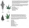 difference-btwn-sativa-indica-300x291.jpg