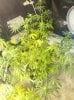 flowerday19-1stgrow-pic8.jpg