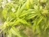 flowerday19-1stgrow-pic6.jpg