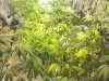 flowerday19-1stgrow-pic2.jpg