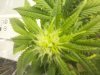 flowerday19-1stgrow-pic5.jpg