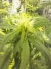 flowerday19-1stgrow-pic10.jpg