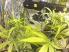 flowerday19-1stgrow-pic3.jpg