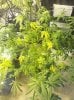 flowerday19-1stgrow-pic11.jpg