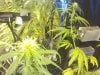 flowerday19-1stgrow-pic9.jpg