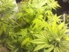 flowerday19-1stgrow-pic4.jpg