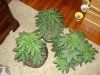 march 11 2008 008.jpg
