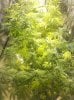 flowerday22-1stgrow-pic4.jpg